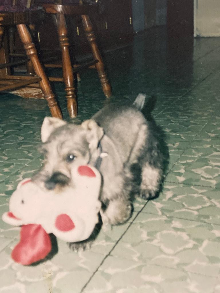 Mustis cachorro en busca del amor